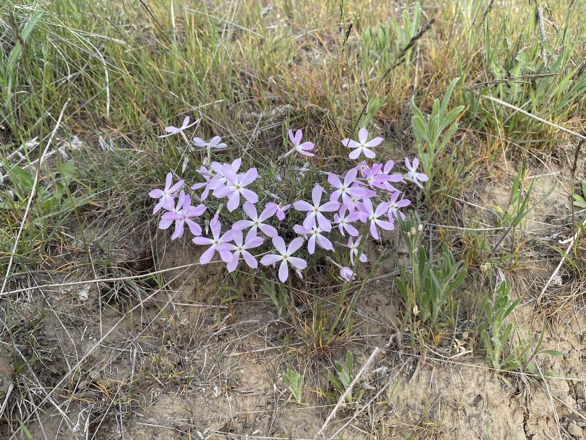 Badger Mountain wildflowers are in a superbloom | Tri-City Herald